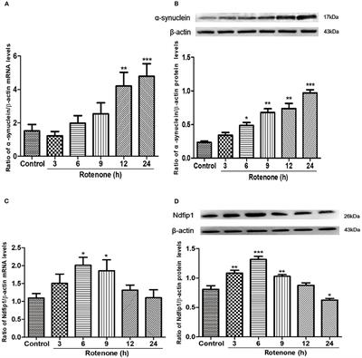 Ndfip1 Prevents Rotenone-Induced Neurotoxicity and Upregulation of α-Synuclein in SH-SY5Y Cells